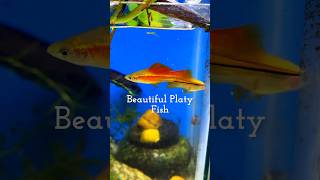 Elegant Swordtail Fish tank ❤️🥰 fish platyfish platytank fishtank aquariumfish fishhobby [upl. by Hadria]