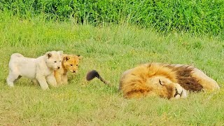 Naughty Lion Cubs Bother Dad Trying to Sleep [upl. by Owen]