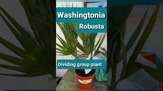 Washingtonia Robusta multi palm tree division [upl. by Niarfe]