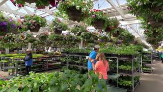 Amazing American Beautiful flowering plants store Carpinito Bro USA [upl. by Darsie101]