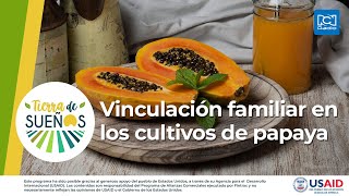 Vinculación familiar en los cultivos de papaya [upl. by Mima]