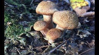 Foraging Maitake Oysters Chaga amp Honey Mushrooms in the ADK [upl. by Rfinnej]