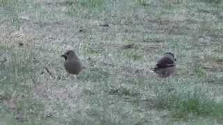 Hawfinch Coccothraustes coccothraustes Kernbeisser [upl. by Ocko]