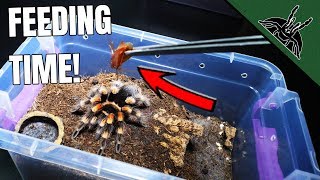 FEEDING ALL MY Brachypelma TARANTULAS [upl. by Ferrigno]