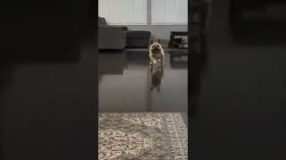 Ce chien découvre son reflet et sa réaction est HILARANTE [upl. by Yroc977]