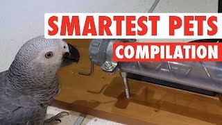 Smartest Pets Ever  Super Smart Pets Compilation [upl. by Idaline]