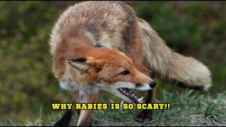 Why Rabies Is So Scary [upl. by Ixela]