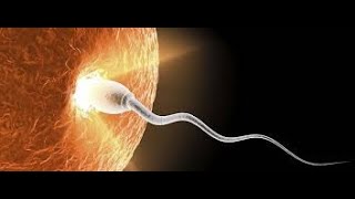 Fertilization Process  Sperm Movement towards Egg [upl. by Rialcnis]