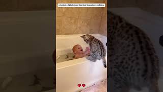 A family adopted a baby bobcat that was abandoned by its mother bobcat shorts loveanimals [upl. by Nuhsar]