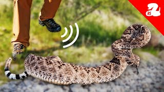 Do Vibrations Get Rattlesnakes Off the Path [upl. by Juliette809]