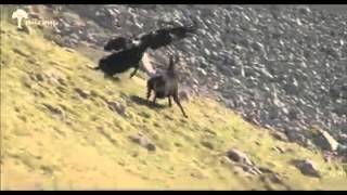 sorprendente ataque de aguila vs venado [upl. by Libna]