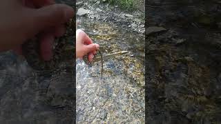 Culebra Viperina  Water Snake snakevideo snakes serpiente [upl. by Yggam]