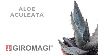 Aloe aculeata [upl. by Velasco]