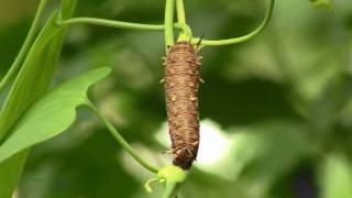 Caterpillar of Polydamas Swallowtail Battus p polydamas defecating frass [upl. by Etnoed]