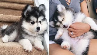 Funny And Cute Husky Puppies Compilation 11 Adorable Husky Puppy [upl. by Nnaillek]