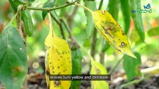 Cercospora Leaf Spot in Chilli [upl. by Shipp]