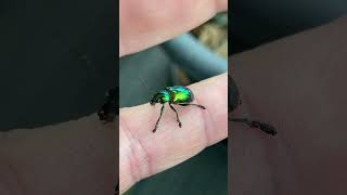 You Wont Believe This Beetles Color [upl. by Rahsab]