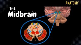 Mesencephalon Midbrain  External amp Internal structures  QUIZ  Anatomy [upl. by Nalym]