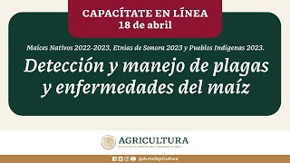 Taller de detección y manejo de plagas y enfermedades del maíz [upl. by Seaden692]