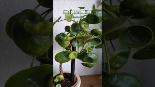 Piles peperomioides 🌿 tips plantstips gardening greenplants [upl. by Taam105]