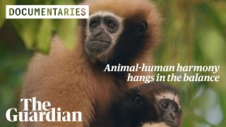 Guardians of the Gibbons can India save its only ape species from extinction [upl. by Alidia]