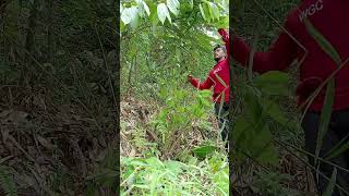 This plant has thorns but the fruit is delicious we cut it using a machewe clean [upl. by Trent]