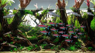 70 neue Bewohner für mein Wald Diorama Aquarium 🐟🐟 [upl. by Nivram]