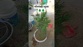 मोरपंखीथुजा लगाने के फायदे Morpankhi Plant Care Everything You Need to Know🌲🌲shortsyoutubeshorts [upl. by Arodaeht766]