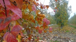 DOURO REGION IN THE AUTUMN PORTUGAL DOURO NO OUTONO PORTUGAL [upl. by Juster56]