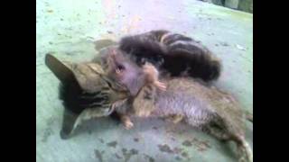 cat slaughter rat WHAT CATS SHOULD DO [upl. by Luing]