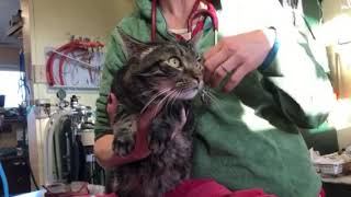 Blocked Cat emergency What to do if it happens to you and your cat [upl. by Cleve]