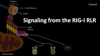 RIG I RLR signaling pathway [upl. by Salot]