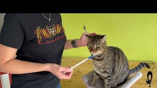 Teach Your Cat to Use A Pill Popper Positively and Willingly [upl. by Adnuhsal46]