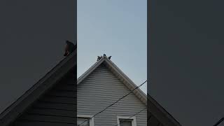 Birds perched on a roof top [upl. by Ecnerat]