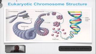 Chapter 12A Part 3  DNA Double Helix Structure [upl. by Winthorpe45]