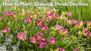 How to Plant Grow and Divide Daylilies [upl. by Sorensen917]