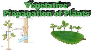 Vegetative Propagation।। Asexual Propagation ।। Natural Vegetative Propagation [upl. by Prakash]