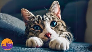 EXTRA  RELAXING Calming Cat Music 🐱 Specialist Made Feline Lullabies [upl. by Daniels94]