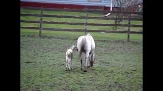 Appaloosa Foals Playing [upl. by Akeihsat258]