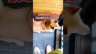 【第二話】大好きなおじいちゃんがやってきた！！｜PECO 柴犬 赤柴 柴犬のいる暮らし 柴犬大好き shiba shibainu shibainulife shibainulove [upl. by Balsam]