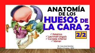 🥇 HUESOS DE LA CARA 22  Cornete Inferior Vomer Palatino Lacrimal [upl. by February]