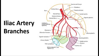 Pelvic Arteries Memory Tricks [upl. by Folly132]