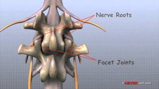 Lage Rug anatomie [upl. by Bartolome]