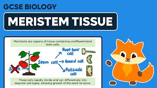 Meristem Tissue  GCSE Biology [upl. by Baptiste870]