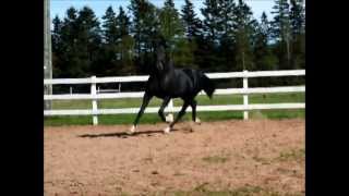 Schwarzenegger Hanoverian stallion at Liberty [upl. by Piselli]