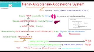 Renin Angiotensin Aldosterone System [upl. by Notsruht]