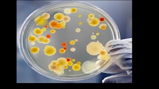 Micro Lab 2 Ubiquity of Microorganisms Culturing and Isolating Bacterial Colonies [upl. by Antony]