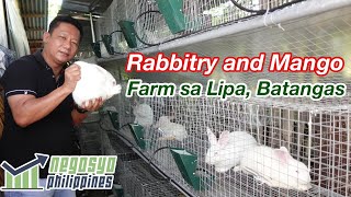 RABBITRY and MANGO FARM sa Lipa Batangas  Negosyo Philippines [upl. by Kcirre]