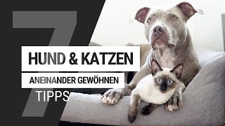 Hund amp Katze an einander gewöhnen  7 Tipps für die Zusammenführung [upl. by Ober]