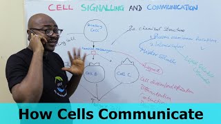 How Cells Communicate – Part 2 [upl. by Orazal162]